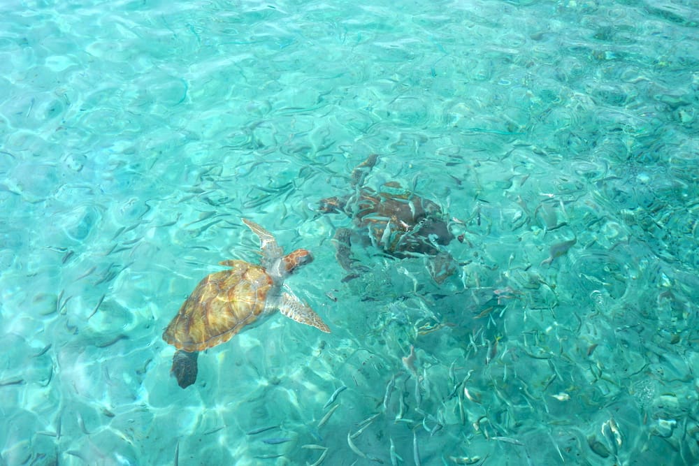Schildpadden Curacao