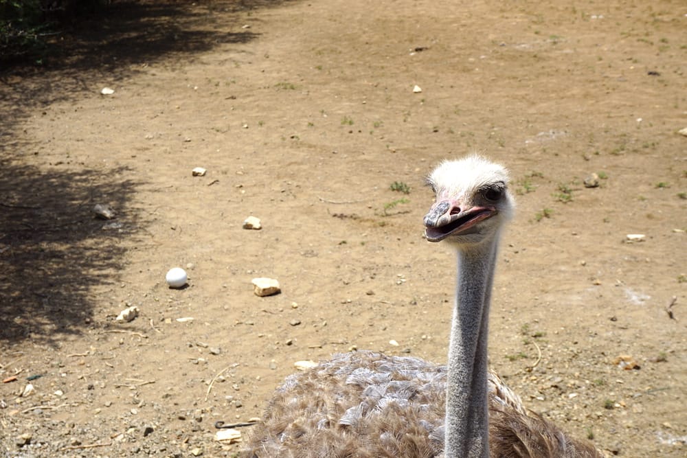 Bezienswaardigheden Curacao: Ostrich Farm