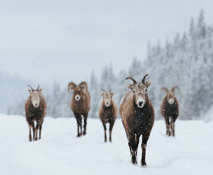Jasper National Park Wildlife