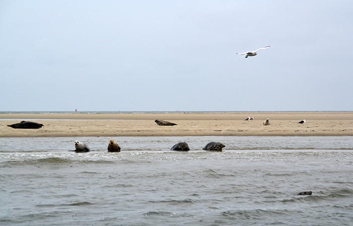 Zeehonden spotten op Texel