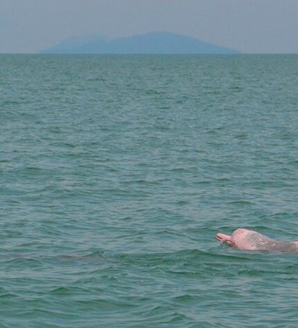 Roze dolfijnen Thailand