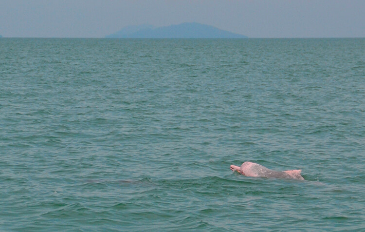 Roze dolfijnen Thailand
