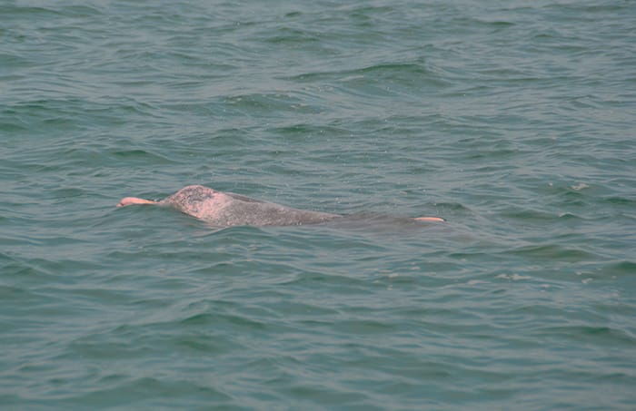 Roze dolfijnen Thailand
