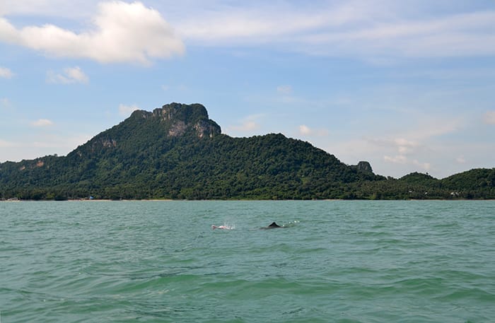 Roze dolfijnen Thailand