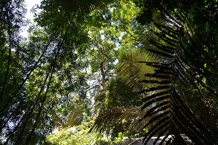 Khao Sok National Park