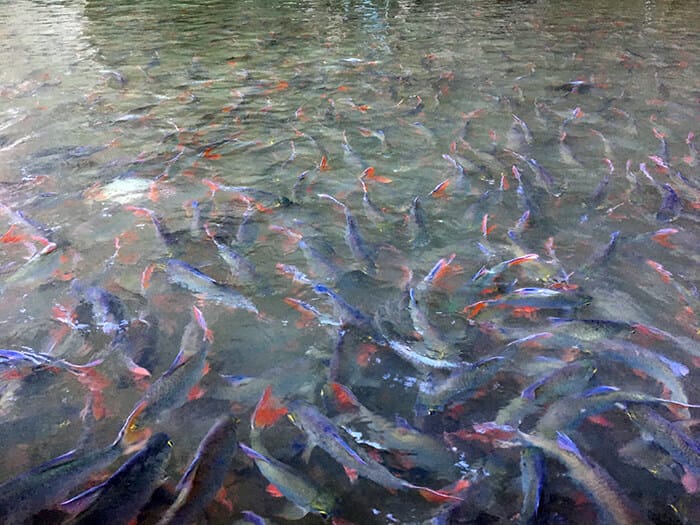 Khao Sok National Park