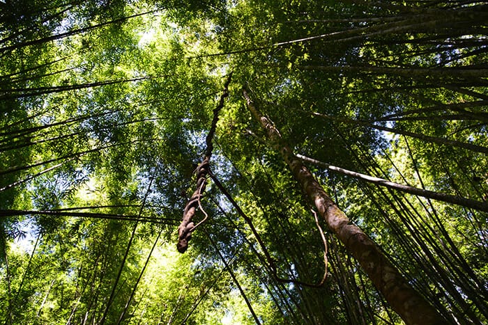 Khao Sok National Park