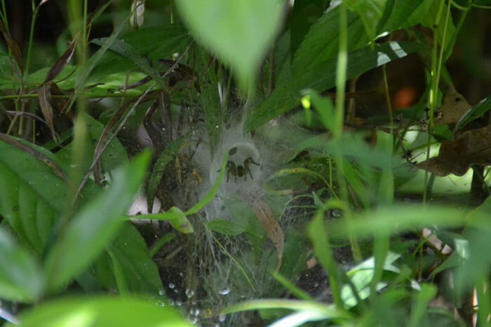 Khao Sok National Park