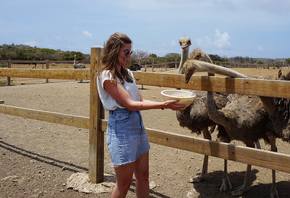 Wat te doen op Curacao: Ostrich Farm