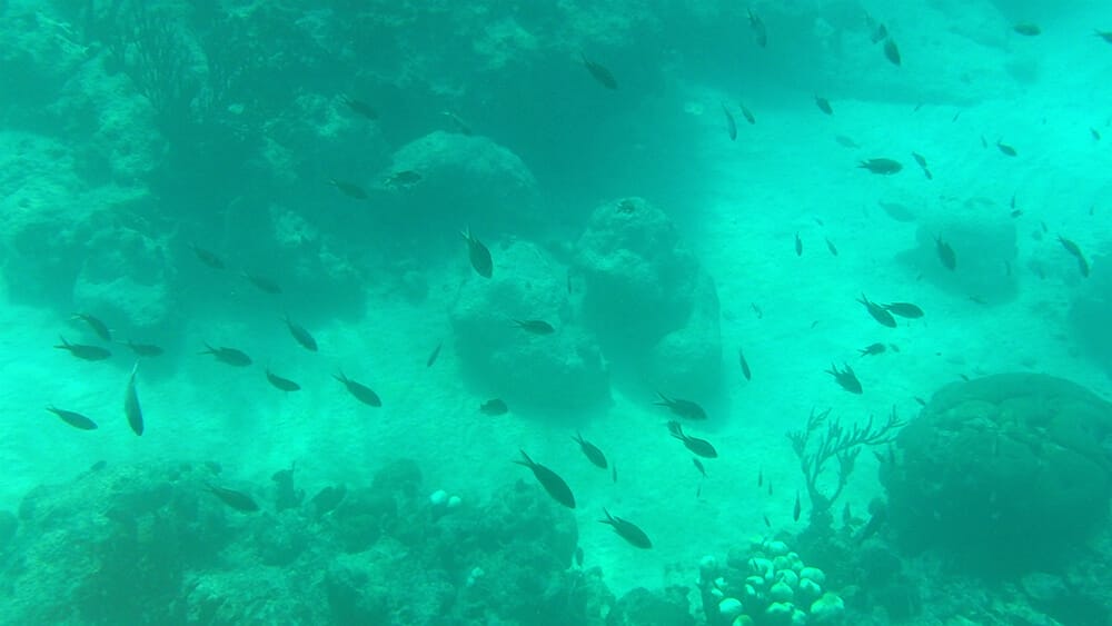 Snorkelen Blauwe Kamer