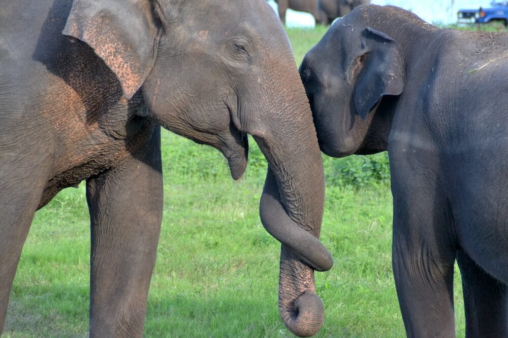 Wat te doen in Sri Lanka: Kaudulla National Park