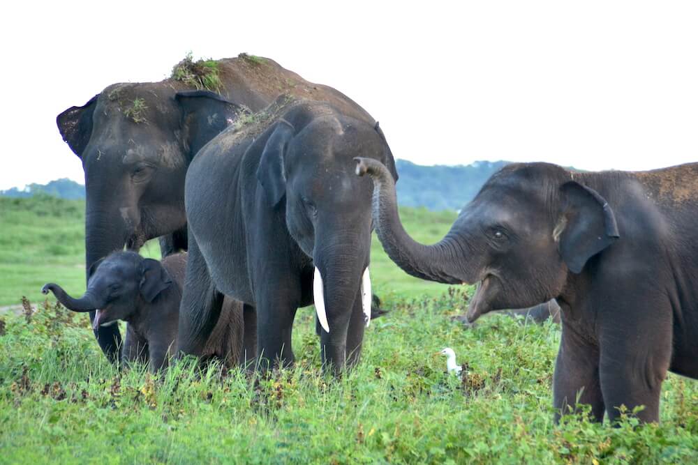 Wat te doen in Sri Lanka: Kaudulla National Park