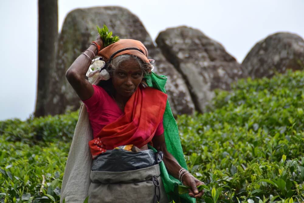 Wat te doen in Sri Lanka: theeplantages