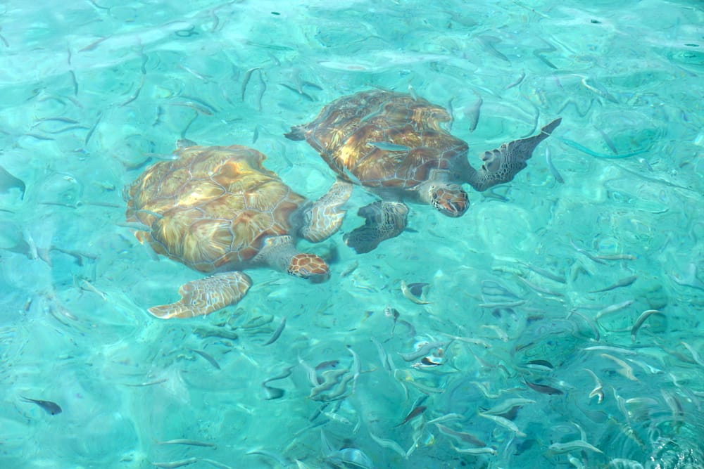 Klein Curaçao schildpadden