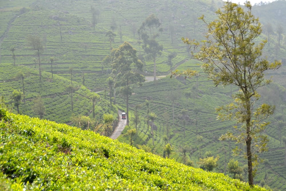 Bandarawela / Ella Sri Lanka