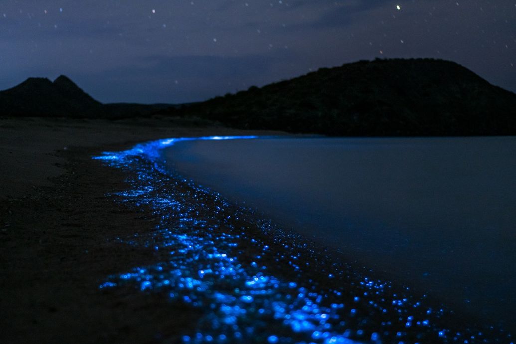 Lichtgevend plankton Colombia