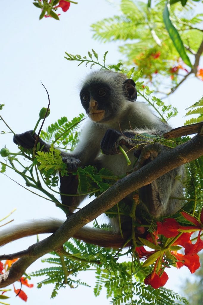Wat te doen in Zanzibar: rode Colobus aap