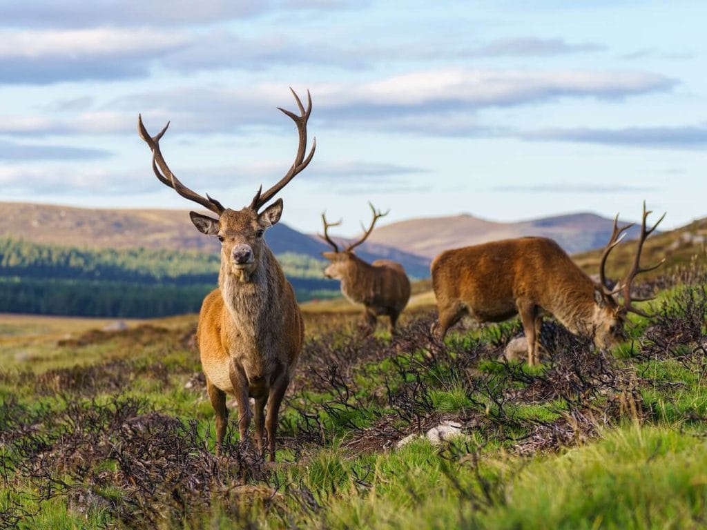 Roadtrip Schotland: Cairngorms National Park