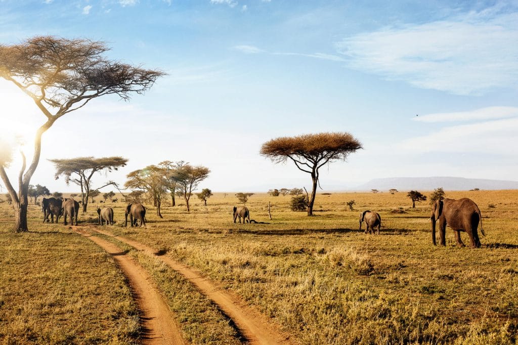 Op safari naar Tanzania