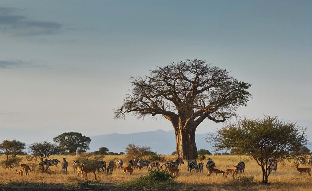 Op safari naar Tanzania