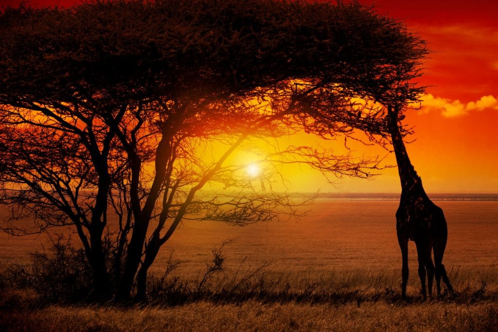 Op safari naar Tanzania