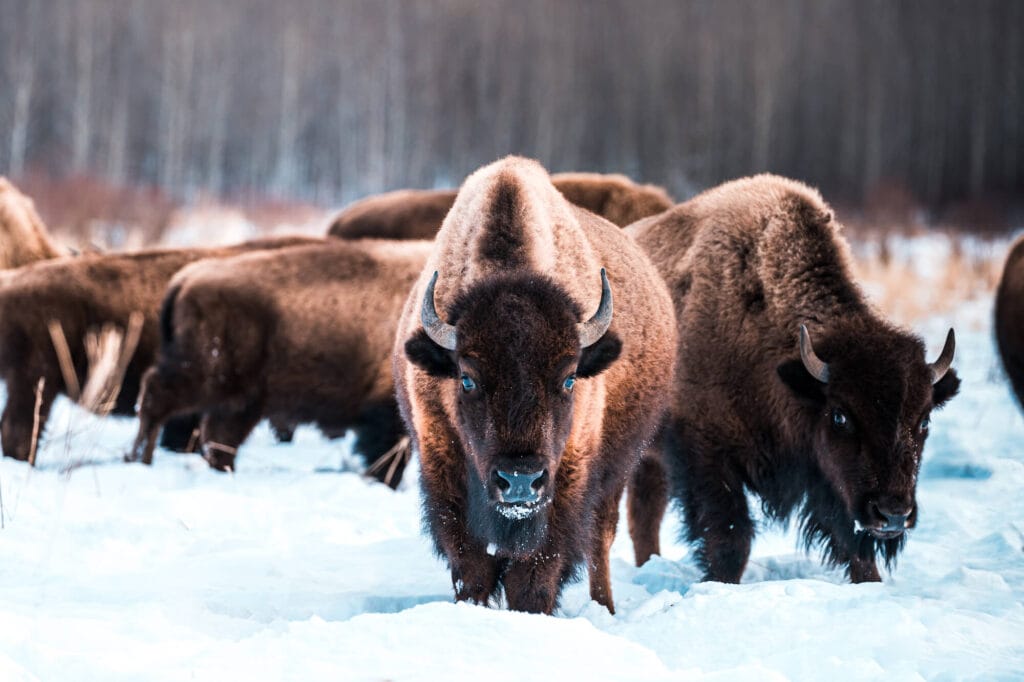 Canadese Rocky Mountains: Elk Island National Park