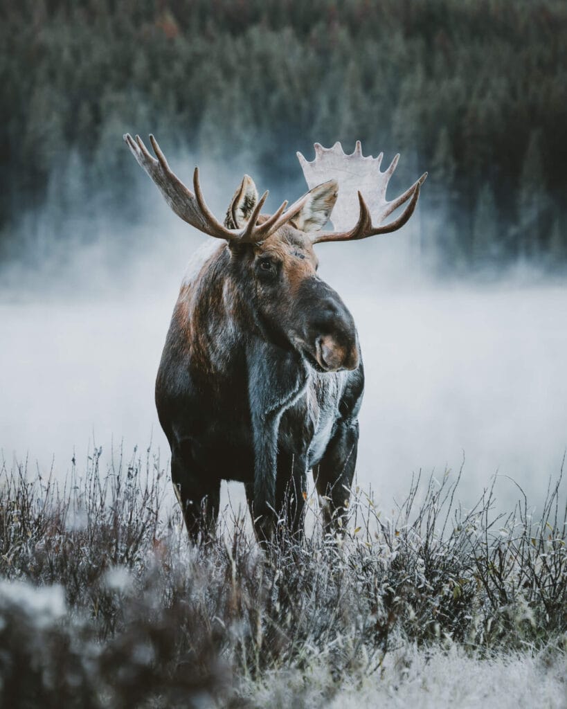 Canadese Rocky Mountains: Jasper National Park
