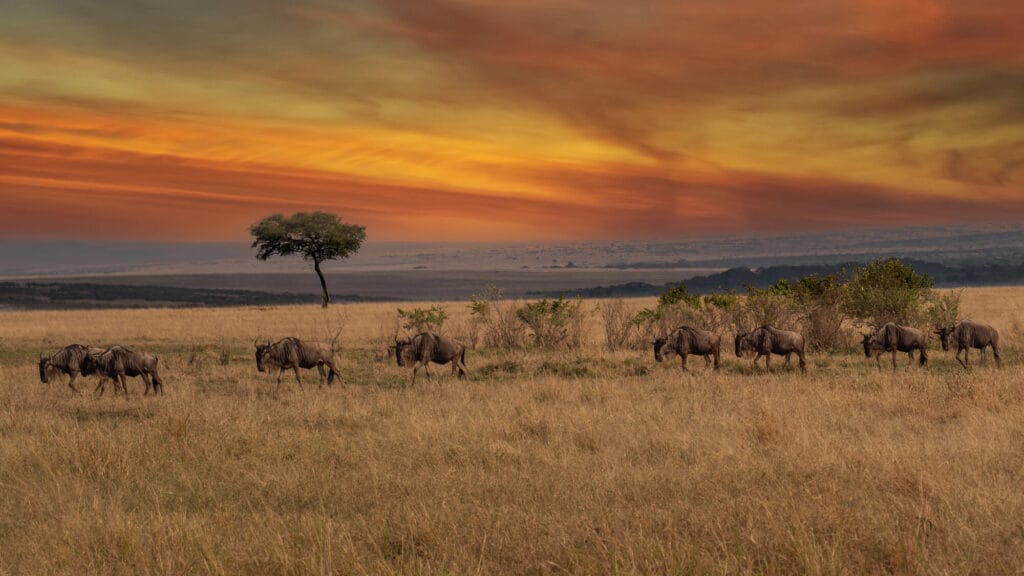 Op safari in Tanzania